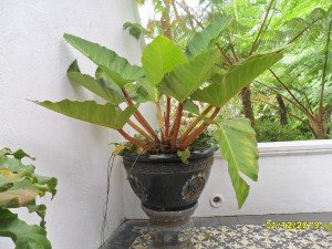 SAM_0433