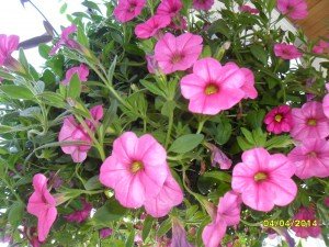 SAM_0572