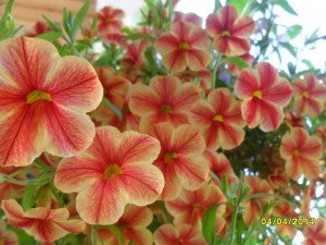 SAM_0573
