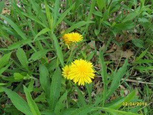 SAM_0523