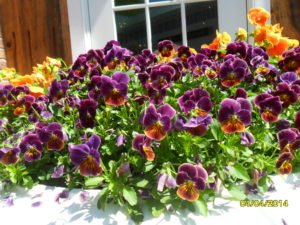 sam_0542