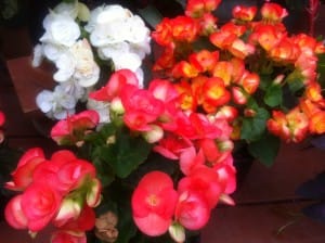 IMG_0118[1]